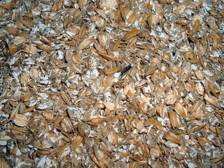 Kaspla, zgniatacz ziarna, gniotownik - dwusilnikowy z silnikami pod spodem (średnica walca: 406mm, szerokość walca: 300mm, moc: 2x 4kW) 08674904